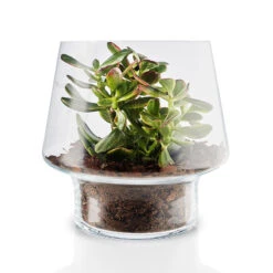Eva Solo Sukkulent Glasvase 21 Cm